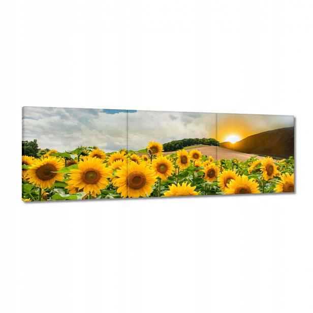 Obrazy 120x40 Krajina Slunečnice