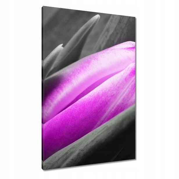 Obrazy 60x90 Fialový tulipán