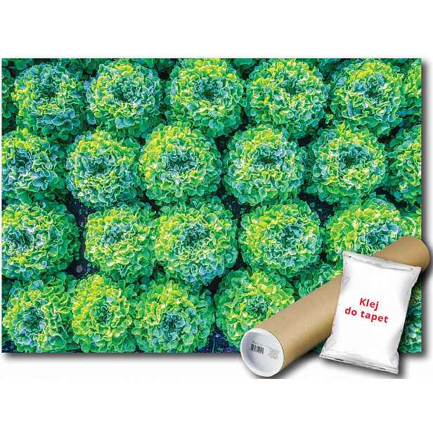 Fototapeta Sałata 9E Fxl 208x146 F12650