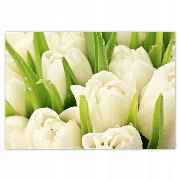 Fototapety 368x254 Jemné tulipány