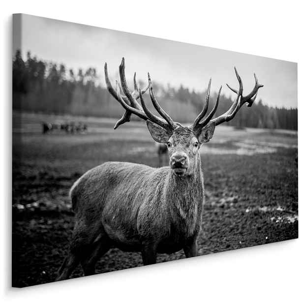 MyBestHome BOX Plátno Jelen v BW Varianta: 100x70