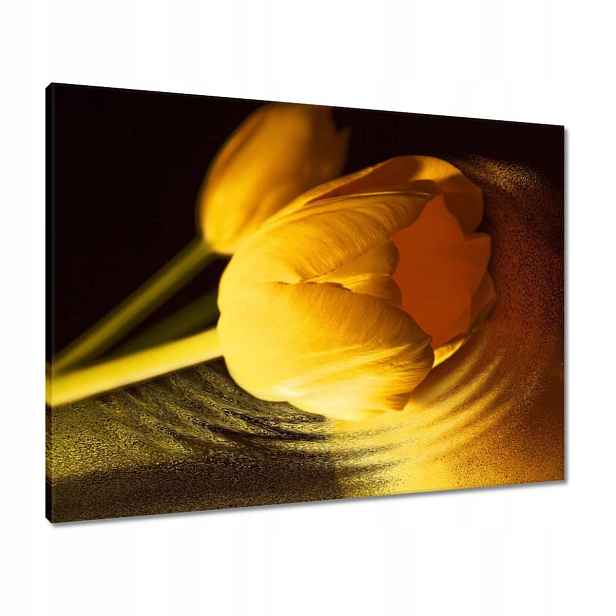 Obrazy 80x60 Žluto-zlatý tulipán