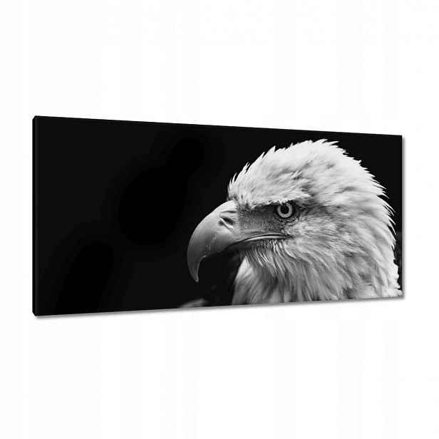 Obrazy 115x55 Modrý orl zvíře