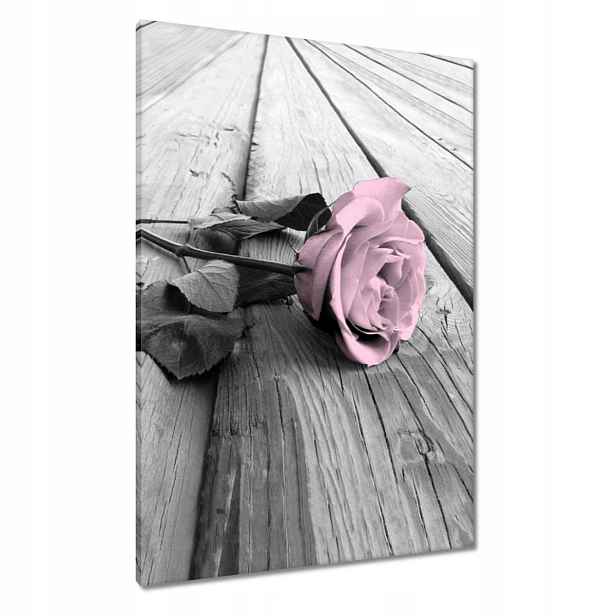 Obrazy 70x100 Pudrová růžová Old pink Rose