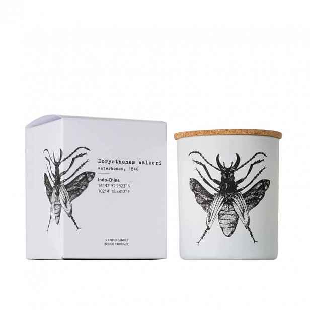 Dorysthenes Walkeri Vila Hermanos vonná svíčka 190 g Insect Collection