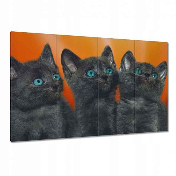 Obrazy 120x80 Kočka Kotě Kočky Kočka