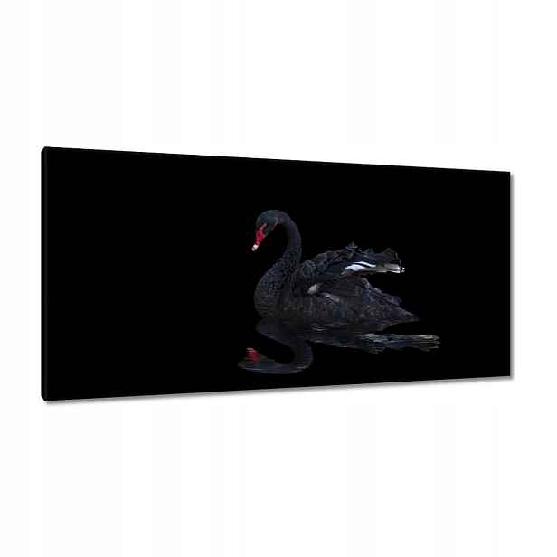 Obrazy 115x55 Krásná černá labuť