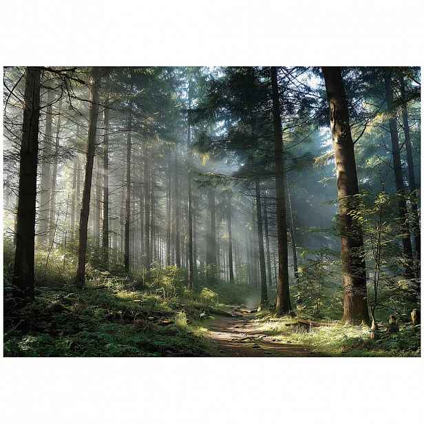 Wallarena VLIESOVÁ tapeta lesní 3D efekt příroda ložnice 250x175