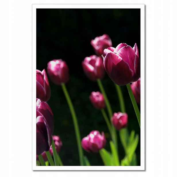 Plakáty v rámu 40x60 Fialové tulipány