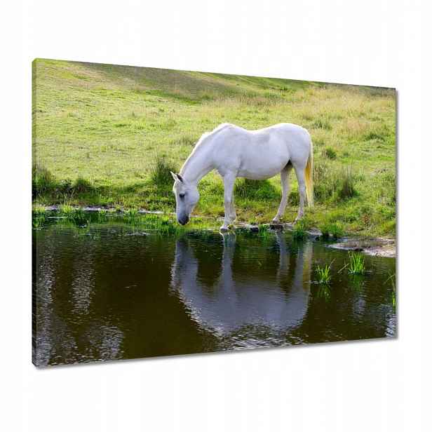 Obrazy 80x60 Bílý kůň