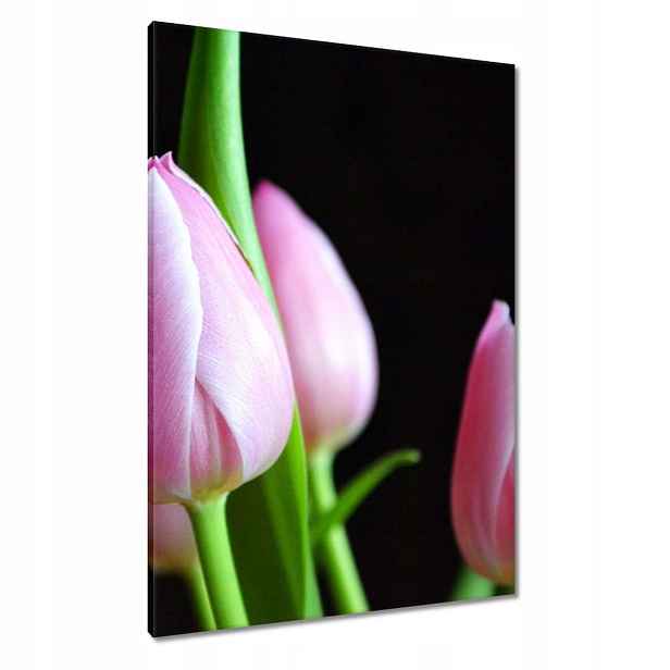 Obrazy 70x100 Fialové tulipány