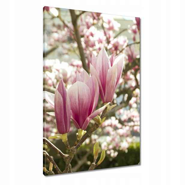 Obrazy 60x90 Magnolie