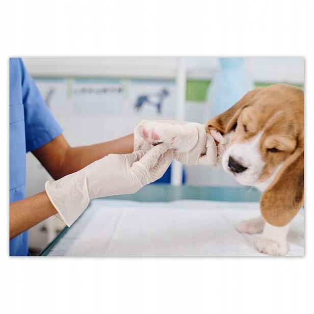 Plakáty 185x125 Veterinář pes tlapka