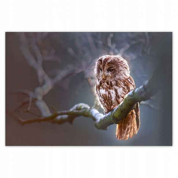 Fototapety 152x104 Sova na větvi Dravec