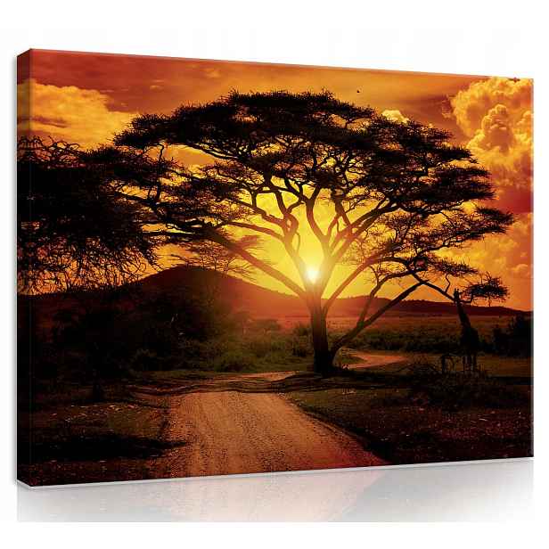 Obraz Na Plátně Plátno 70x50 Afrika Savana