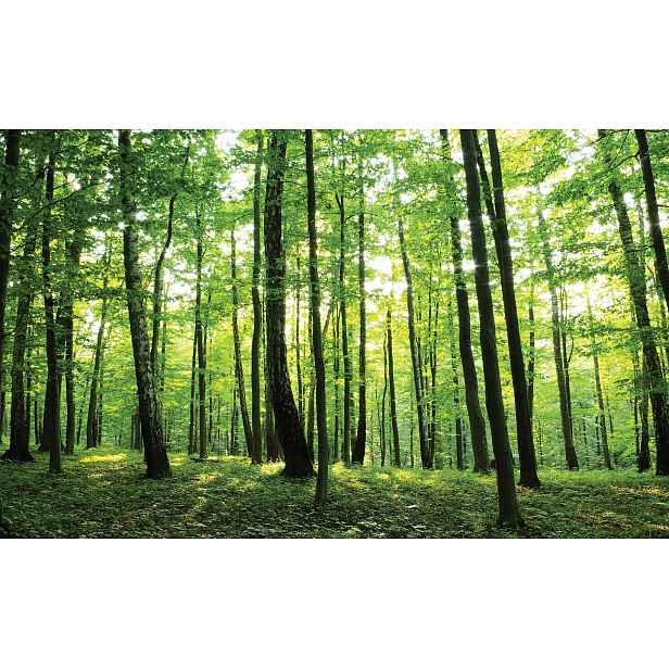Fototapeta Les Stromy Příroda Krajina 254x184