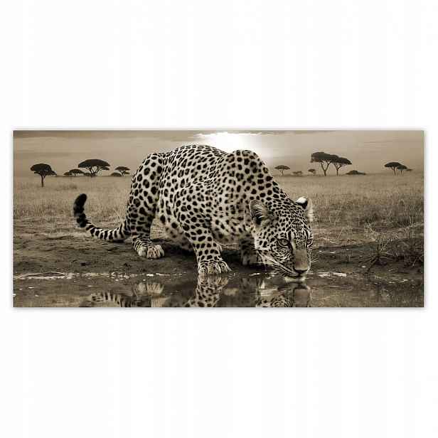 Fototapety 211x91 Gepard Tygr Zvířata Obývací Pokoj