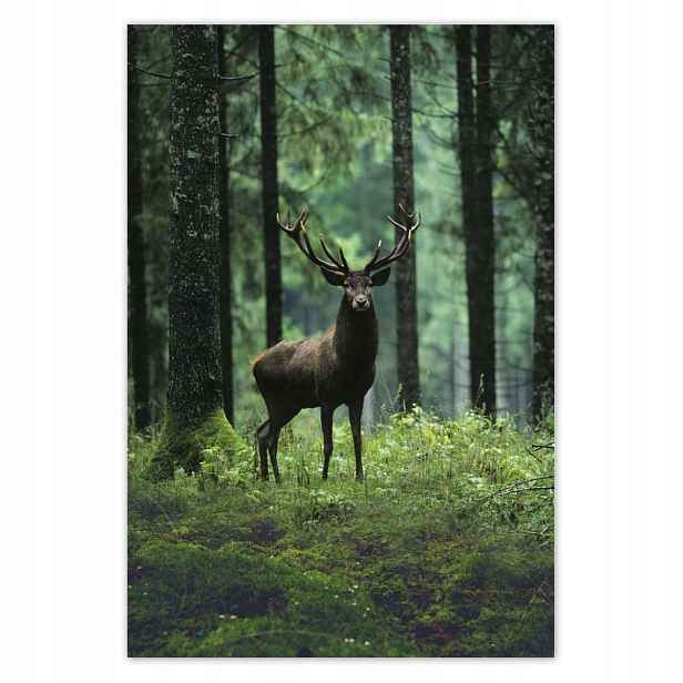 Plakáty 125x185 Krásný jelen mezi stromy