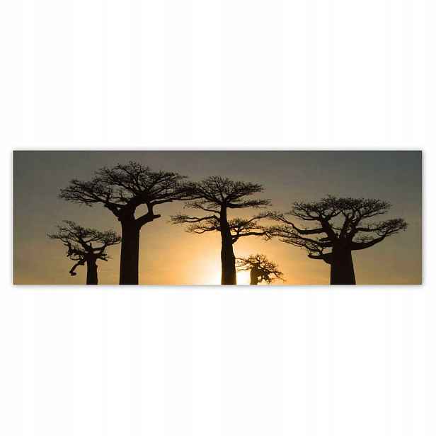 Plakáty 200x66 Baobaby z Madagaskaru