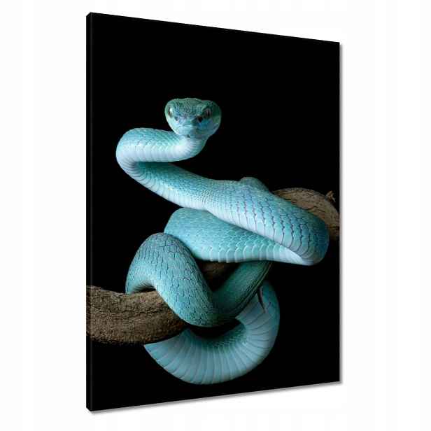 Obrazy 60x80 Modrý viper snake