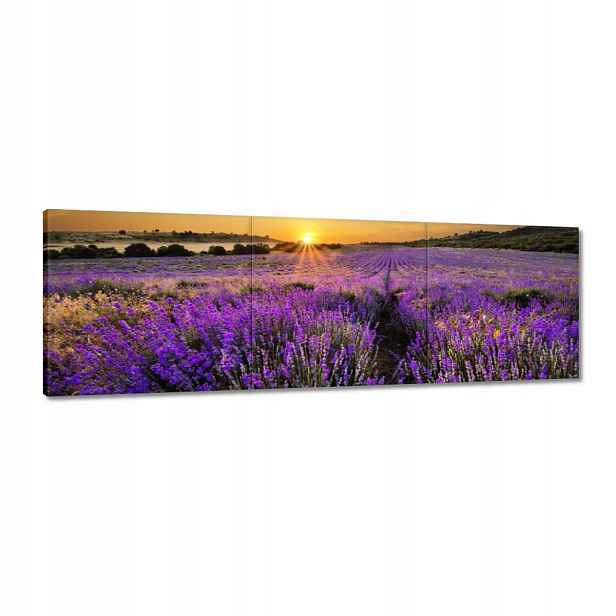 Obrazy 120x40 Levandulová krajina Slunce
