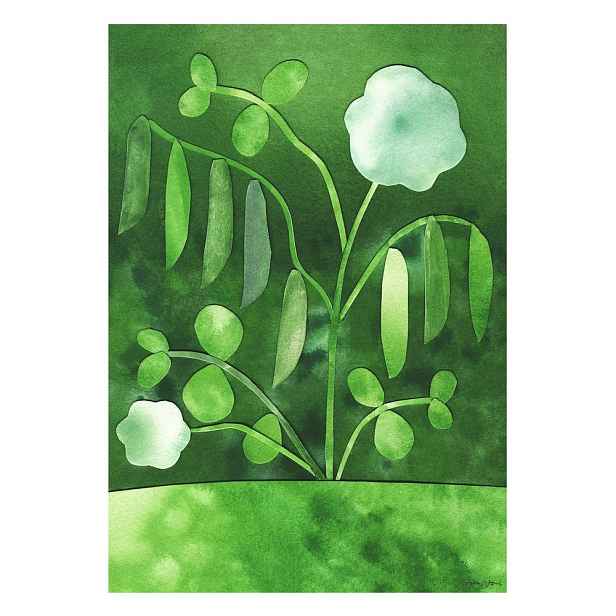Plakát 50x70 cm Peas in Bloom – Anna Ravn Bjørn – The Poster Club