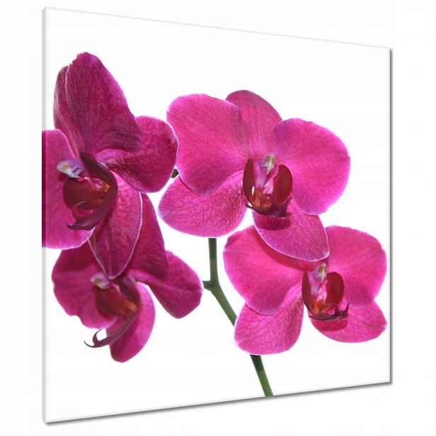 Obrazy 90x90 Fialový orchidej