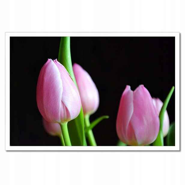 Plakáty v rámu 60x40 Fialové tulipány