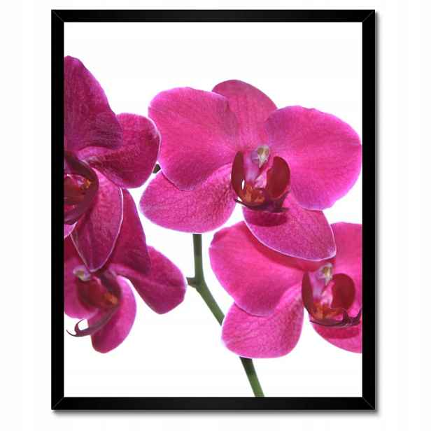 Plakáty v rámu 40x50 Fialový orchidej