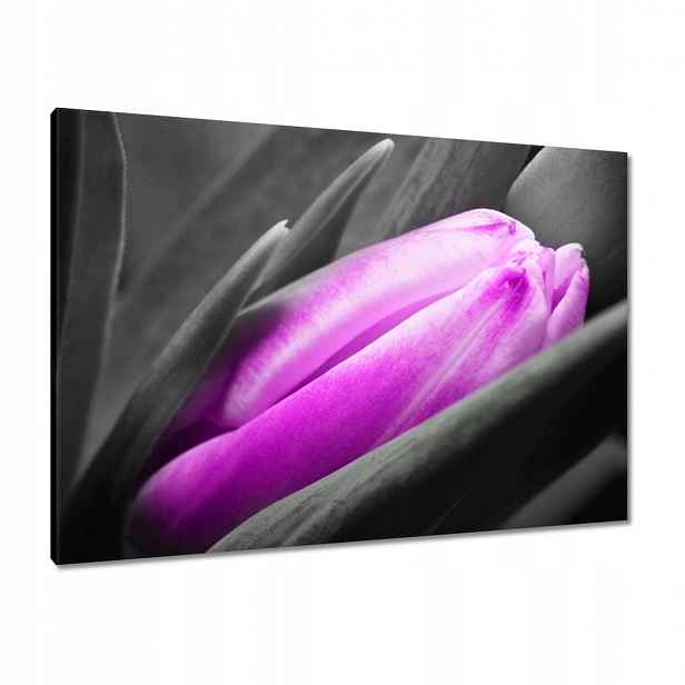 Obrazy 100x70 Fialový tulipán