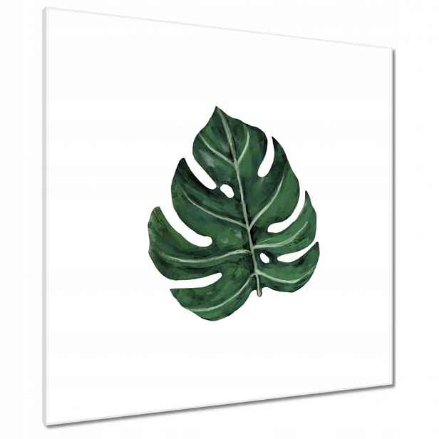 Obrazy 90x90 Monstera Zelený list