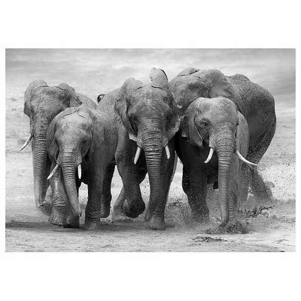 Fototapeta Africké slony černá a bílá elegance 312x219 lepidlo