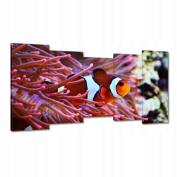 Obrazy 150x80 Oranžová rybka Rafa