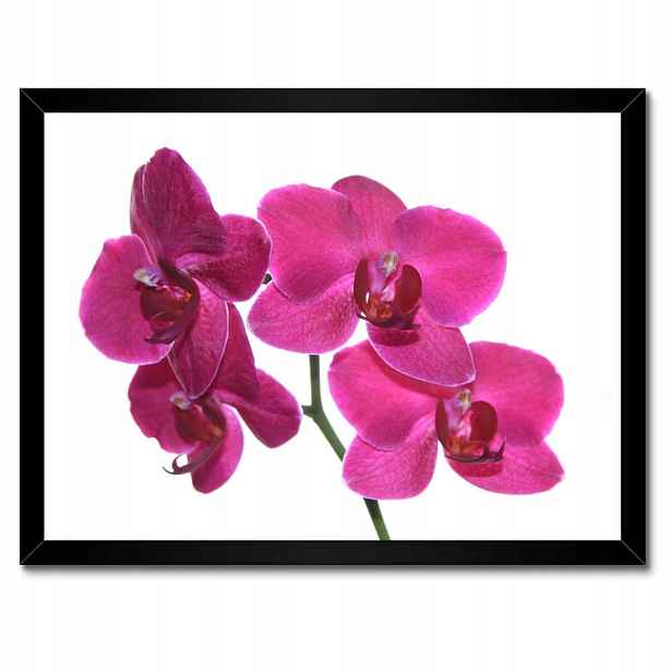 Plakáty v rámu 40x30 Fialový orchidej