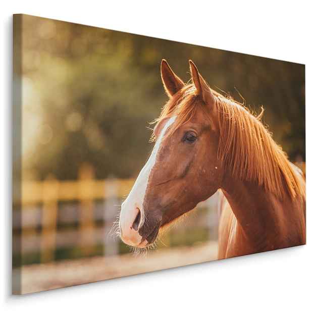 MyBestHome BOX Plátno Kůň Ve Výběhu Varianta: 40x30