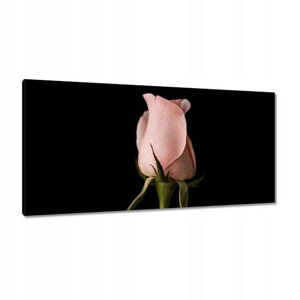 Obrazy 115x55 Pudrově růžová růže Květina