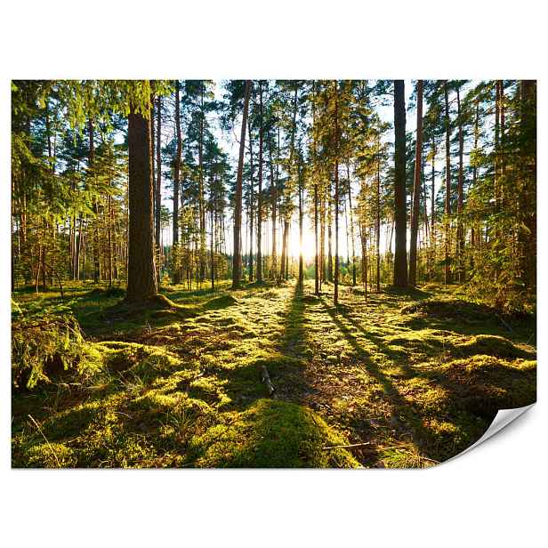 Muralo FOTOTAPETA do Kuchyně Východ Slunce Les Mech Stromy Sluneční Paprsky 500x350