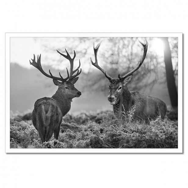 Plakáty v rámu 60x40 Černobílí jeleni