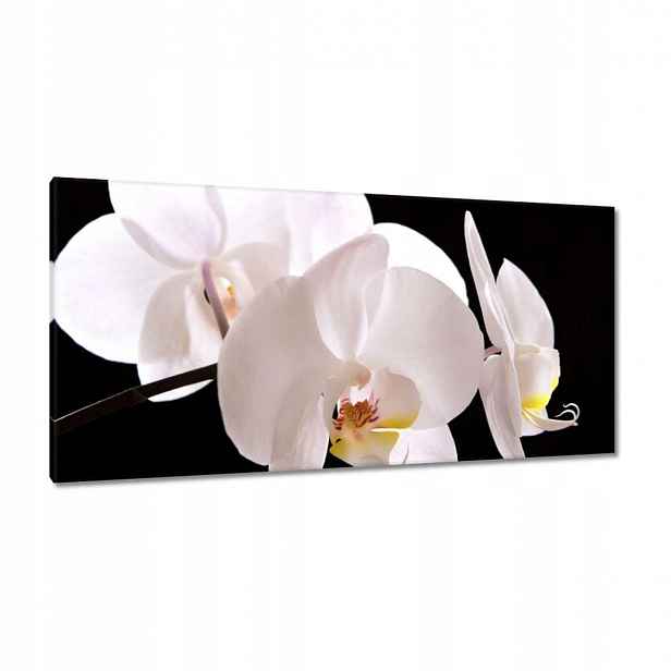 Obrazy 115x55 Bílý orchidej