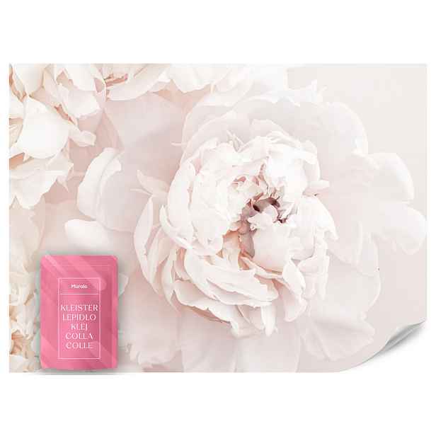 Muralo FOTOTAPETA do Ložnice Pivoňky Květiny 3D 450x315