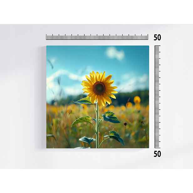 Obraz Na Plátně Canvas Květ Slunečnice Pole Louka Příroda 50x50