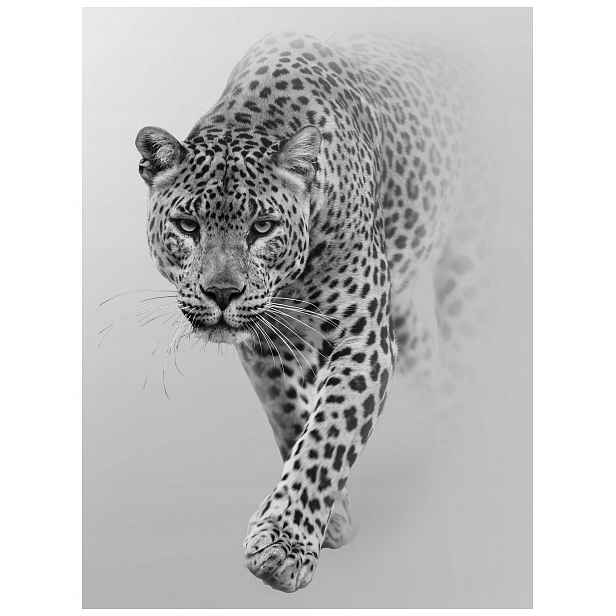 Fototapeta Leopard Portrét dravce v odstínech šedé 206x275 lepidlo