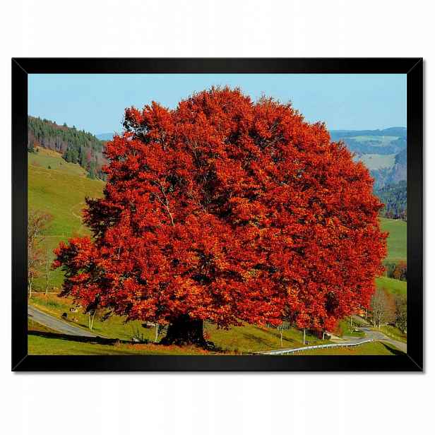 Plakáty v rámu 40x30 Červený osamělý strom