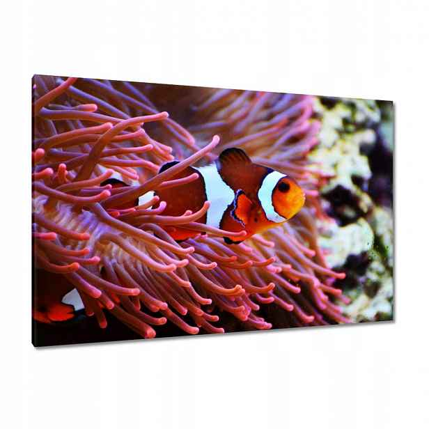 Obrazy 120x80 Oranžová rybka Rafa
