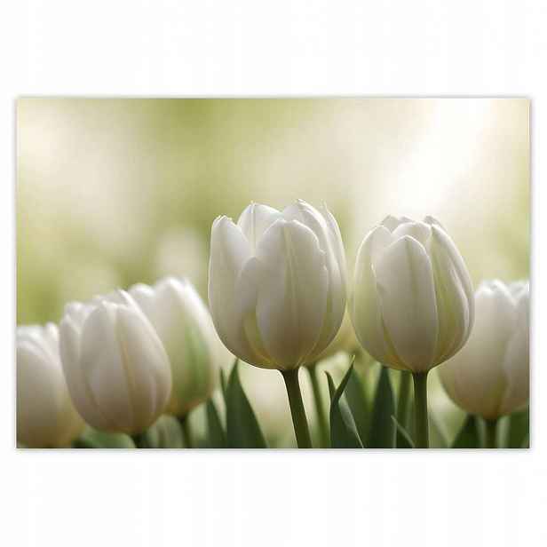 Fototapety 152x104 Bílé tulipány