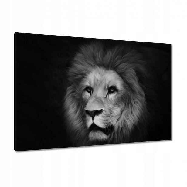 Obrazy 90x60 Lví král zvířat