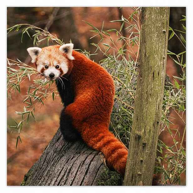 Plakáty 140x140 Pandka rudá panda malá panda červená menší