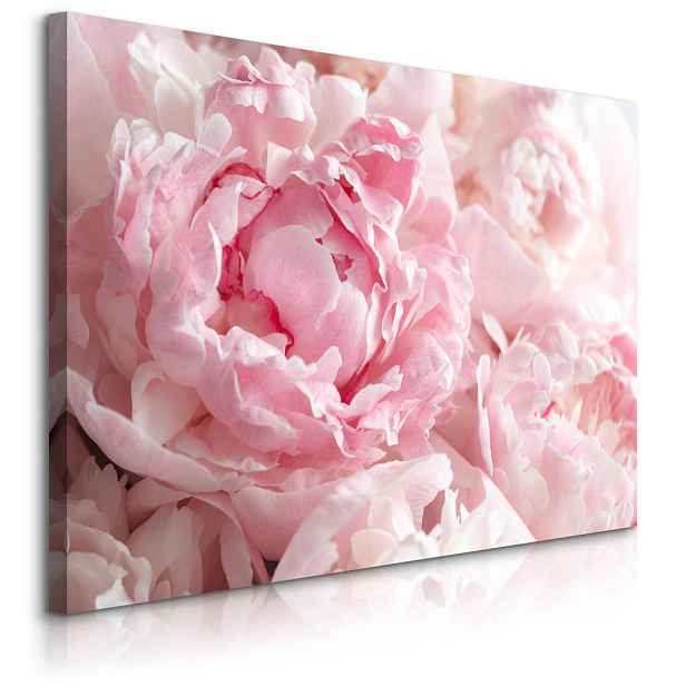 Muralo OBRAZ NA PLÁTNĚ Pivoňky Květiny 3D Rostliny Příroda 70x50