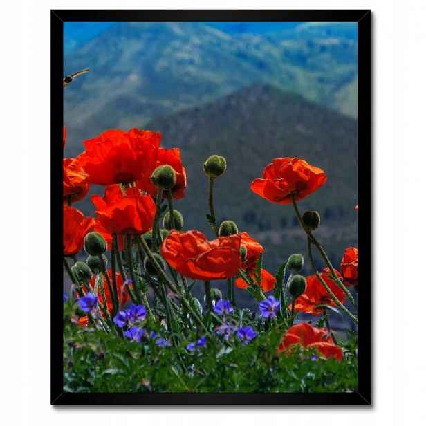 Plakáty v rámu 40x50 Červené máky Květiny