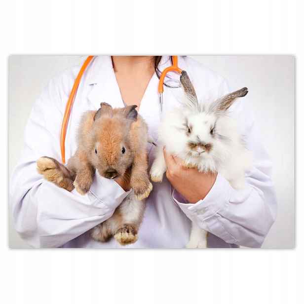 Plakáty 200x135 Veterinář králíci péče